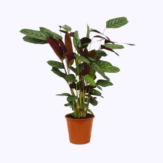 Plante paon Calathea Compactstar de 80 cm de hauteur pour votre maison, Ø19 cm