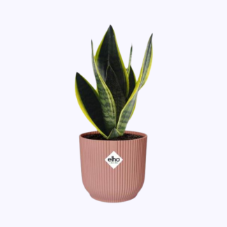 Plante serpent, Langue de belle-mère, Feuille en forme d'épée vert foncé avec des rayures, Sansevieria Futura Superba dans ELHO Vibes Fold 14cm