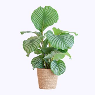 Plante paon dans un panier en herbe de mer naturel