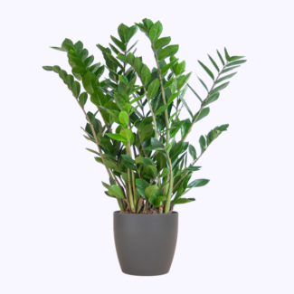 Zamioculcas Zamiifolia avec pot gris - 80cm - Ø21
