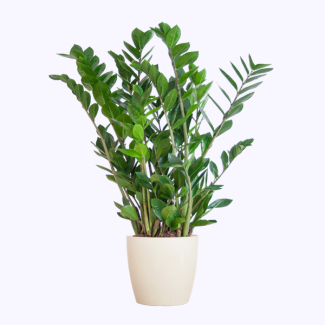 Zamioculcas Zamiifolia avec pot blanc - 80cm - Ø21