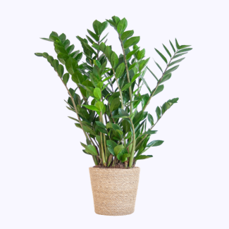 Zamioculcas Zamiifolia avec panier en herbe de mer naturel - 80cm - Ø21