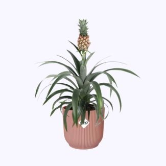 Plante ananas dans un pot rose ELHO Vibes Fold