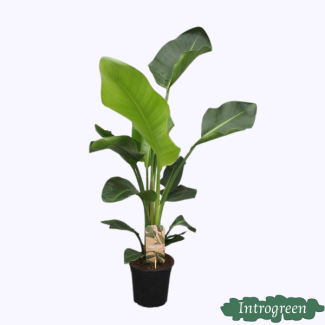 Plante oiseau de paradis blanche, Plante verte tropicale, Strelitzia Nicolai, Ø17cm - ↕70cm