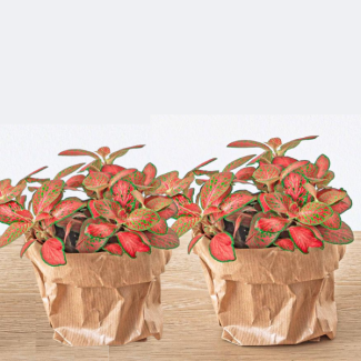 2 Pièces de Plante Mozaïque