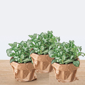 3 Pièces de Plantes Mozaïques