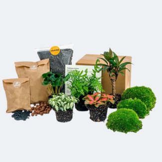 Pack de démarrage et pack de remplissage Jungle 6 variétés de plantes