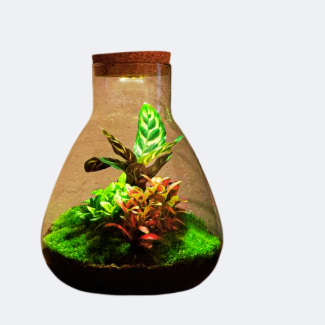 DIY Terrarium de plantes avec lumière - Sam Calathea - Ø 24,5 cm ↑ 30 cm - Sans outils