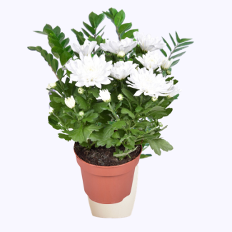 Le Chrysanthème coussin