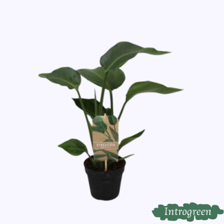 Plante Oiseau de Paradis Blanche, Plante Verte Tropicale, Strelitzia Nicolai, Ø13cm - ↕35cm