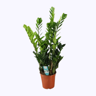 Plante ZZ