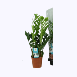 Zamioculcas – Ø 14 cm – hauteur 65 cm