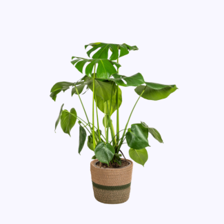 Monstera Deliciosa Tauerii, incluant un panier Ø21cm - Hauteur 70–90 cm