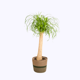 Beaucarnea Recurvata ↕60 - 80cm | Plante d'intérieur Pied d'Éléphant incl. Panier Ø21 cm