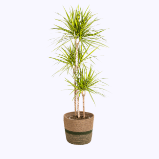 Dracaena à rayures jaunes avec panier Ø24cm ↕130 - 150cm