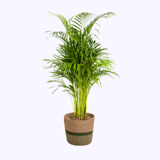 Palmier d'or dans un panier décoratif Ø21cm - ↕100 - 120cm plante d'intérieur plumeuse