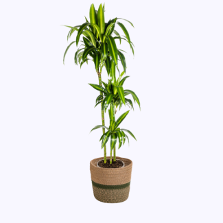 Dracaena dans un panier - Dracaena Deremensis Hawaiian Sunshine ↕130 - 150cm, Ø24cm