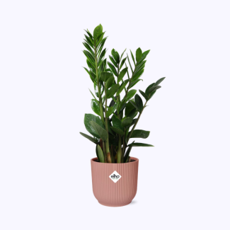Zamioculcas – Hauteur 45-50 dans ELHO Vibes Fold 14cm rose