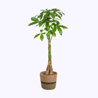 Arbre à billets, plante porte-bonheur dans un panier