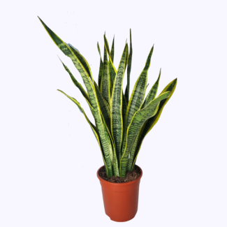 Plante Bâton (Sansevieria Laurentie) - plante d'intérieur d'environ 90 cm de hauteur