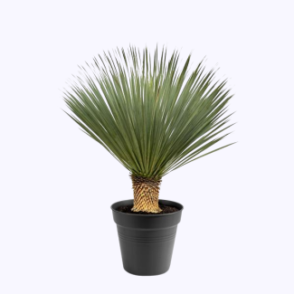 Plante d'intérieur et de jardin Yucca rostrata, 100 - 120 cm de hauteur