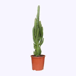 Euphorbia Trigona - Ø17cm - ↕70cm