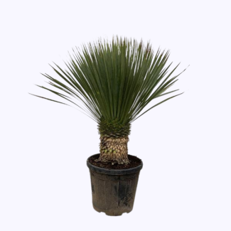 Yucca bleue