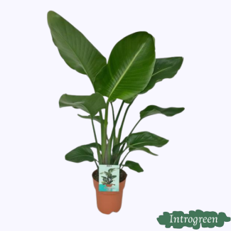 Plante Oiseau de Paradis Blanche, Plante Verte Tropicale, Strelitzia Nicolai, Ø19cm - ↕95cm