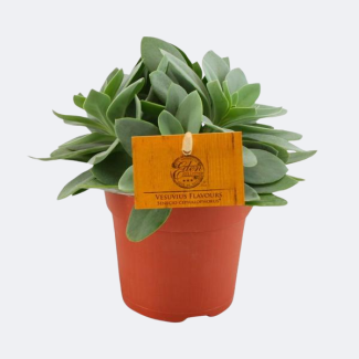 Plante grasse Cresson
