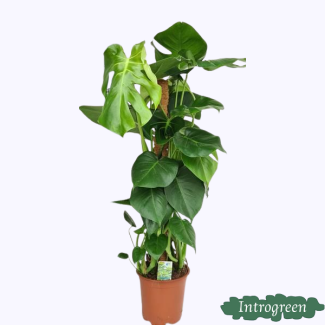 Plante à trous avec tuteur en mousse, Plante d'intérieur verte, Tropicale, Monstera Deliciosa - Ø19cm - ↕80cm