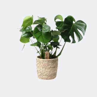 La plante à trous dans un panier, Monstera dans un panier Palmleaf, Ø21 cm – ↕60 cm