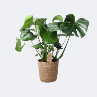 La plante à trous dans un panier naturel, Monstera en panier naturel, Ø21 cm – ↕60 cm