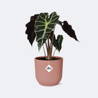 Oreille d'éléphant en ELHO Vibes Fold Couleur Rose, Plante Verte, Tropicale, Feuille Caractéristique, Alocasia Polly - Ø14cm - ↕40cm