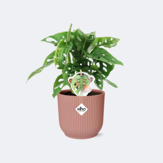 Plante à trous dans Elho Bibes Fold Couleur Rose Plante d'intérieur Verte, Tropicale, Monstera Deliciosa - Ø14cm - ↕60cm