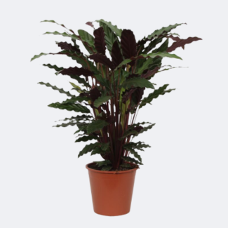 Plante d'intérieur Calathea Wavestar, également connue sous le nom de Plante Paon, 80 cm de haut, Ø19 cm