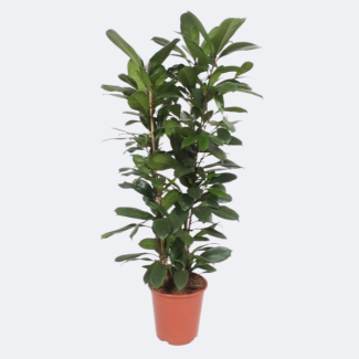 Figuier africain | Ficus Cyathistipula | Plante d'intérieur Ficus 120 cm Ø27 cm