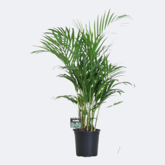 Le Palmier d'Or/Palmier Areca, Dypsis Lutescens, Palmier d'intérieur, Ø19 cm – ↕100 cm