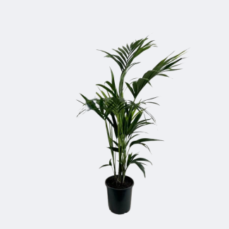 Palmier Kentia, Apparence tropicale, Plante verte, Howea Forsteriana - Ø21cm - ↕110cm
