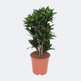 Plante dragon compacte (Dracaena Compacta) - env. 80 cm de haut Ø24cm - Plante d'intérieur