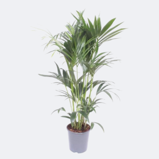 Howea forsteriana - Ø 24 cm - H. 130 cm