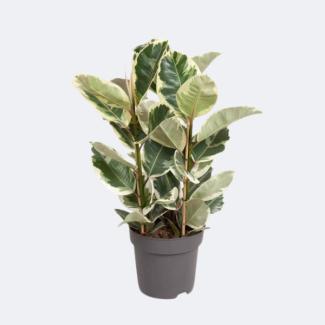 Plante d'intérieur Ficus Tineke | environ 100 cm de hauteur Caoutchouc | Figuier Elastica Tineke Ø27cm
