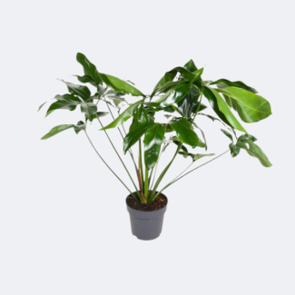 Philodendron Green Wonder environ 100 cm de hauteur Ø24cm - plante d'intérieur élégante