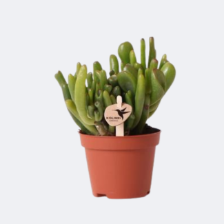 Plante succulente, Plante de jade, Crassula Hobbit