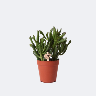 Plante succulente, Plante de jade Crassula Hobbit