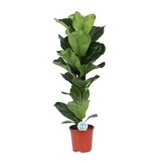 Plante à feuilles de violon, Plante d'intérieur tropicale, Ficus Lyrata Ø21-90cm de hauteur