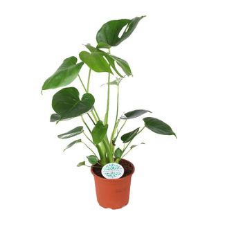 La Plante à Gousses, Plante d'Intérieur Verte, Tropicale, Monstera Deliciosa - Ø14cm - ↕45cm
