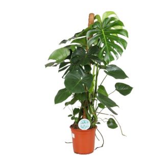 La Plante à Gousses, Plante d'Intérieur Verte, Tropicale, Monstera Deliciosa - Ø24cm - ↕105cm