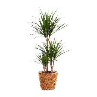 Dracaena marginata - Ø 21 cm - H 95 cm