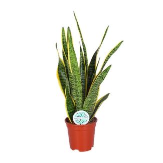 Langue de belle-mère, Plante à bord doré, Feuille en forme d'épée vert foncé avec bord jaune, Sansevieria Laurentii - Ø17cm - ↕60cm