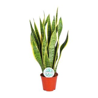 Langue de belle-mère, Plante à bord doré, Feuille en forme d'épée vert foncé avec bord jaune, Sansevieria Laurentii - Ø14cm - ↕50cm